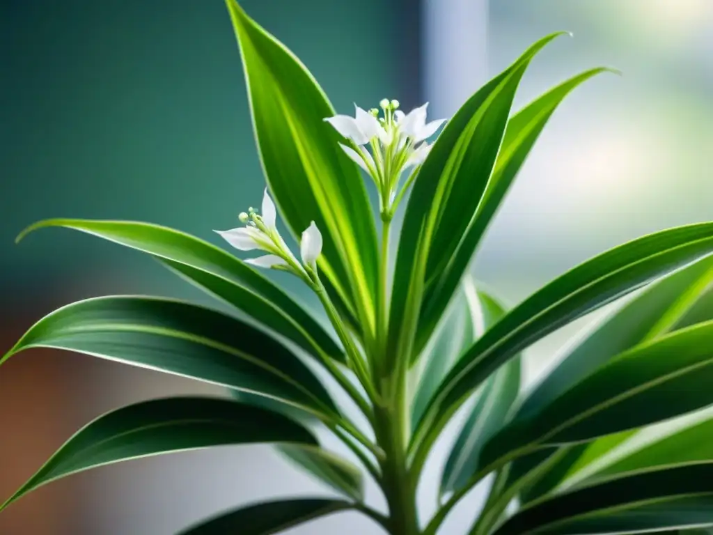 Un asombroso primer plano de una planta araña verde vibrante con flores blancas, realzando su belleza y cualidades purificadoras de aire