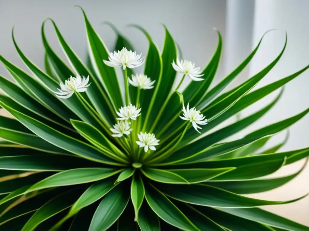 Detalle de exuberante planta araña con hojas y flores blancas, ideal para purificar y decorar espacios interiores